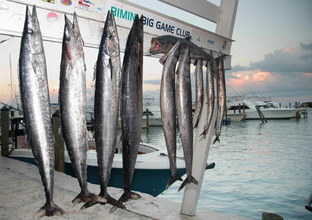 Wahoo At Weigh In © John Bell